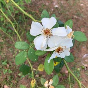 Meet your Posher, Ella